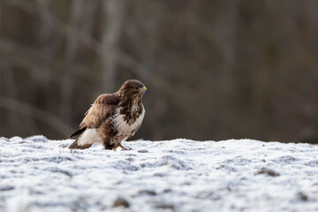 Myszolow zwyczajny Buteo buteo  © Robert