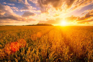 Sunset on the field with young rye or wheat in the summer with a cloudy sky background.