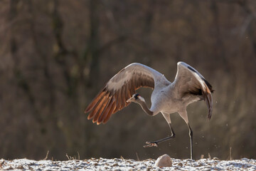Zuraw zwyczajny Grus grus © Robert