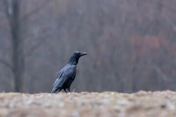 Kruk Corvus corax
