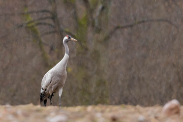 Zuraw zwyczajny Grus grus