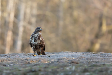 Myszolow zwyczajny Buteo buteo  © Robert