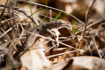 Zootoca vivipara, hiding in dried leaf litter. brown lizard. basking in the rays of the spring sun. dry autumn leaves. close-up, animal in the wild, natural background