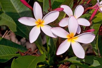 Fototapeta premium Common Frangipani (Plumeria rubra) in garden, Los Angeles, California, USA