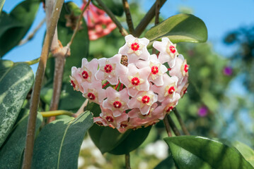Wax Plant (Hoya carnosa) in greenhouse