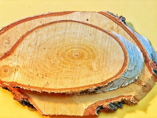 on the yellow background lie slices of birch with visible white bark and rings in the wood 