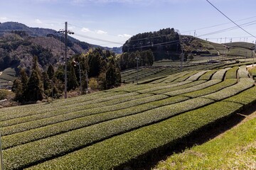 京都　和束の茶畑