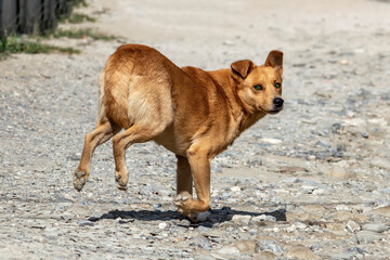 A stray dog runs on the playground. Sunny summer day. Side view.