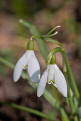 Fototapeta premium Snowdrop (Galanthus nivalis) in garden, Central Russia