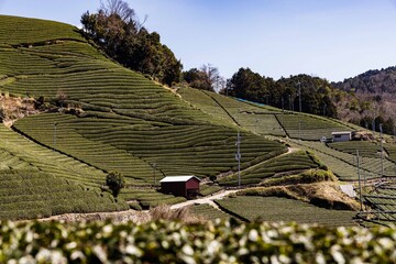 京都　和束の茶畑