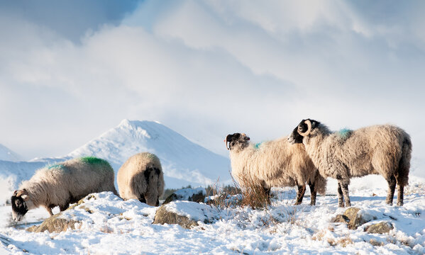 sheep in the snow