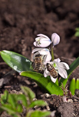 White Squill (Scilla mischtschenkoana) in garden, Central Russia