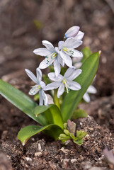 White Squill (Scilla mischtschenkoana) in garden, Central Russia