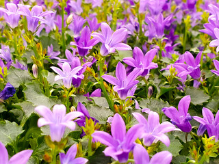campanula portenschlagiana, background. Close up of purple flowers of the wall or Dalmatian or Adria bellflower.