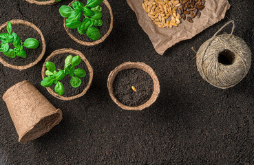 Seed in a peat pot and basil seedlings on brown ground.