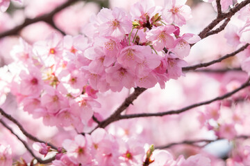 桜！
ヨウコウ（陽光）です。ソメイヨシノとほぼ同時期に咲きますが、ソメイヨシノに比べ色が少し濃い花付きも多いので少し離れても違いがすぐに分かります