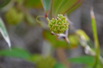 林の中の草木と花