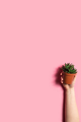 Cactus in a pod in a hand on the pink background. Eco concept. Vertical image with copy space.