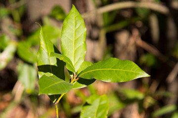 Green bay leaf growing in nature, spice ingridient background