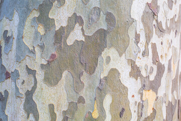 texture of the bark