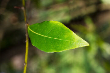 Green bay leaf growing in nature, spice ingridient background