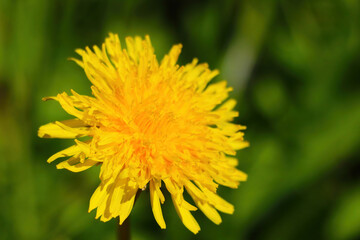 Yellow blooming dandelions in the meadow on a sunny day.