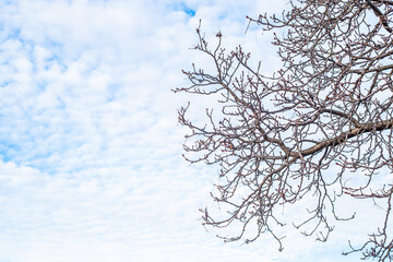Fototapeta na wymiar tree against the sky