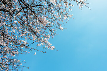 青空の下の桜