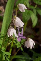 Siberian Squill (Scilla siberica) in garden, Central Russia