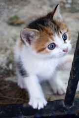 Pretty young cat in near plan