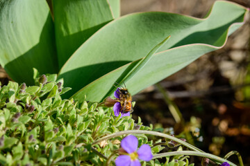 bee on a flower