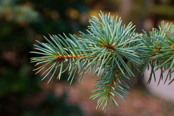 Light blue green-blue voluminous small needles on the branches of coniferous Siberian pine