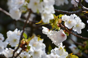 桜の花