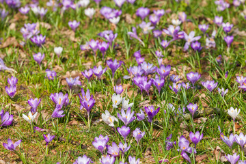 Blühende Krokusse, Close-Up, Deutschland, Europa