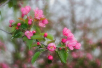 Вackground spring- flowers apple