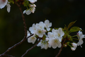 桜の花