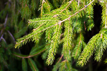 Spruce branch. Beautiful branch of spruce with needles. Christmas tree in nature. Green spruce. natural green background