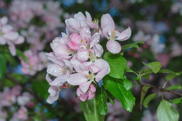 Вackground spring- flowers apple