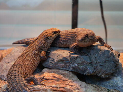 21 Best Egernia Stokesii Images Stock Photos Vectors Adobe Stock