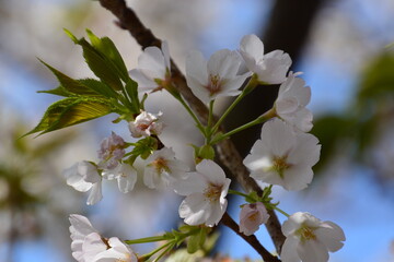桜の花
