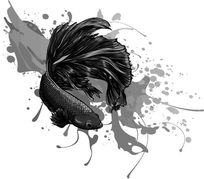 recommend clip art: Colorful Betta Fish with water splash Vector Illustration.