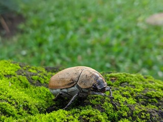 Brown beetle bug walking on mosy ground
