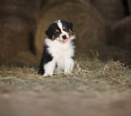 Naklejka na ściany i meble puppy dog, australian shepherd sitting on the hay on a farm, with copy space, suitable for advertising poster template