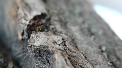 Close up view of broken tree bark rotate