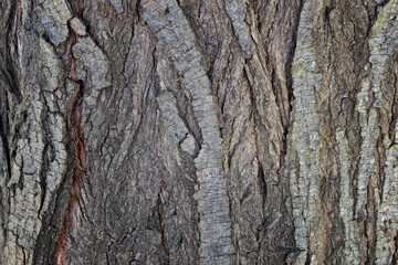 Trunk of a tree usable as a background. Close up on texture of tree bark. Anatomy of an ancient and centuries-old tree. Table made with tree bark. Wooden pattern usable for prints on objects.