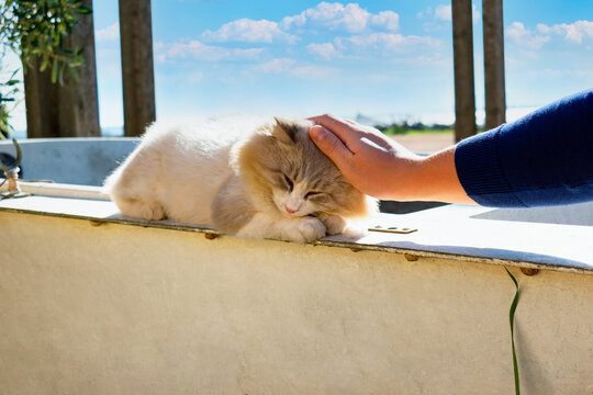 Beautiful stray cat sleeping on a little fishing boat under the sun. Adorable feral kitty who rests under the rays of sun. Male hand petting the head of alley feline during a sunny and cloudy day.