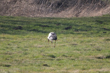 Ein Storch sucht nach Futter in den Weiden