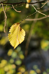 A yellow leaf is about to fall off the branch. Autumn comes and the leaves fall.