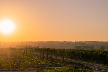 Naklejka na ściany i meble A vineyard early in the morning - a beautiful, warm background.
