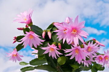 Pink Easter Cactus (Rhipsalidopsis rosea) in greenhouse